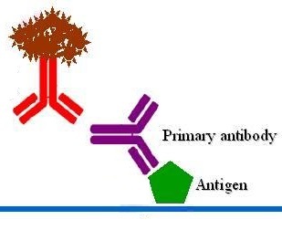 免疫酶染色方法