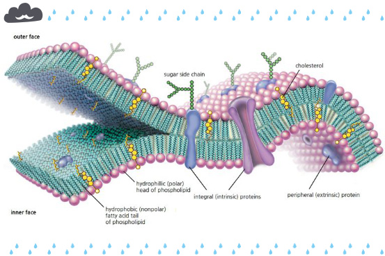 膜蛋白和胞浆蛋白提取试剂盒（不含核膜）:一石二鸟
