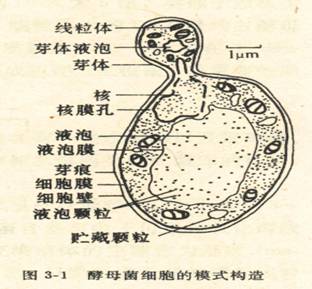 微生物学测试方法