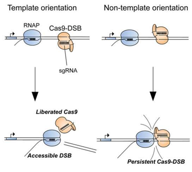 揭示CRISPR/Cas9基因编辑为何有时会遭遇失败