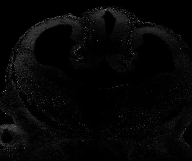 EVOS|点亮细胞之美