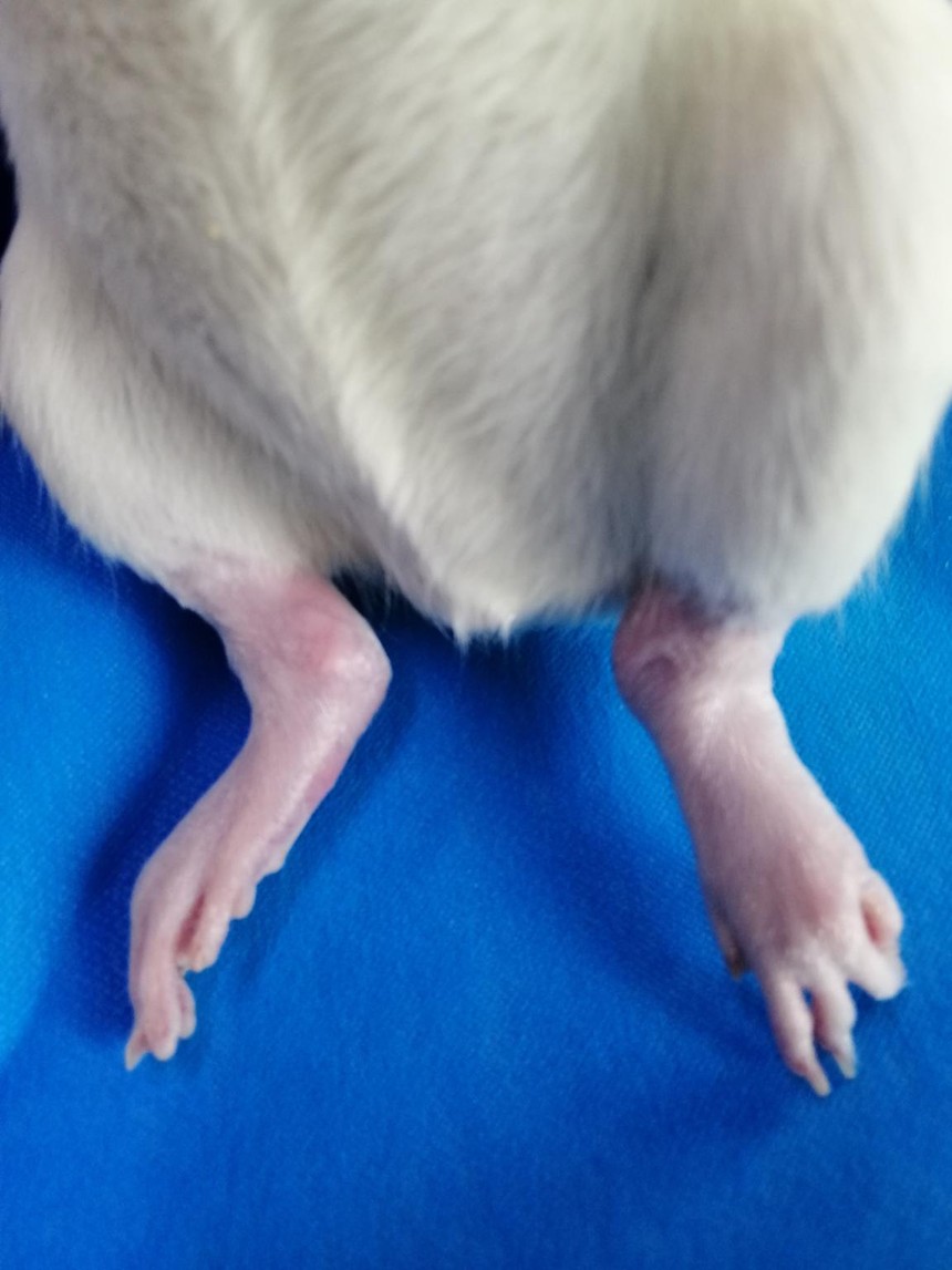 大鼠骨关节炎模型制备