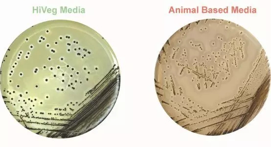 植物源蛋白胨在生物制品中的应用