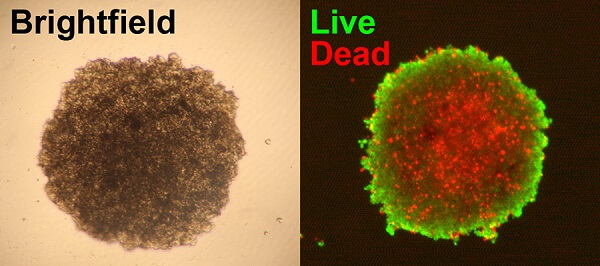 活/死细胞双染色试剂盒，品质与性价比齐飞