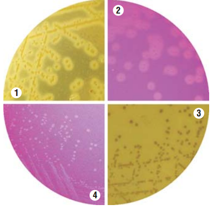 李斯特菌显色培养基的应用