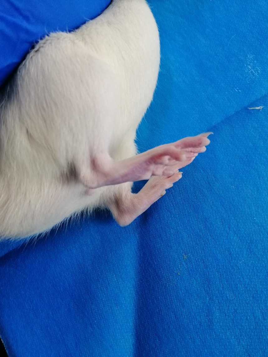 大鼠骨关节炎模型制备 大鼠骨关节炎模型制备