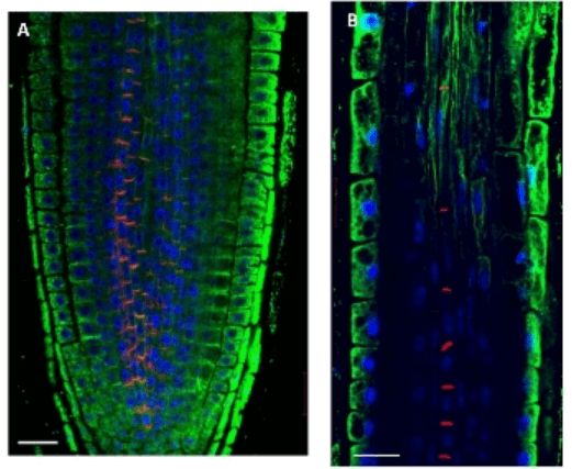 Agrisera植物内参抗体-植物和藻类内参抗体优选
