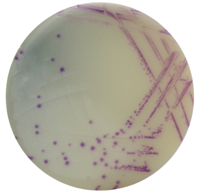 进口弯曲菌显色培养基-威正翔禹|缔一生物