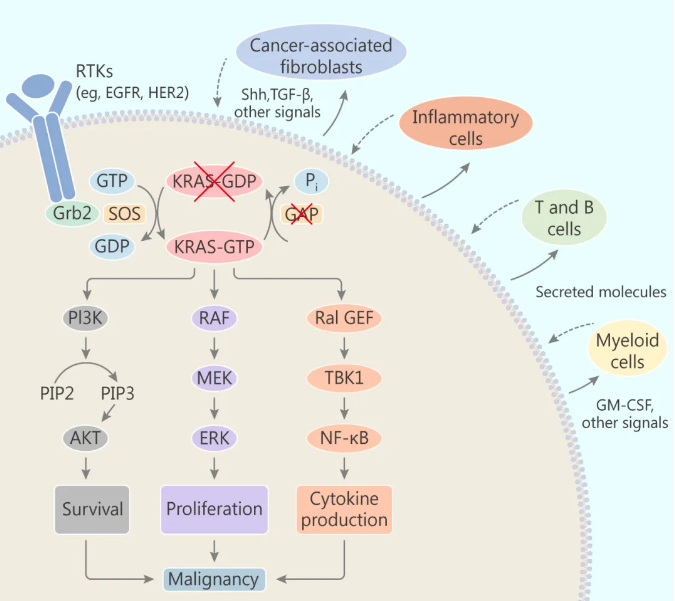 KRAS 突变体主要的效应途径