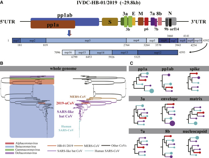中国科学家揭示新冠病毒与SARS病毒有何不同