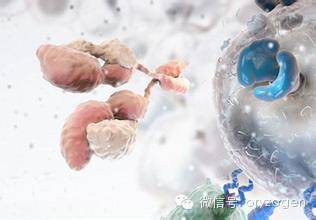 免疫疗法：艰辛的抗癌战争终于迎来了转折点？