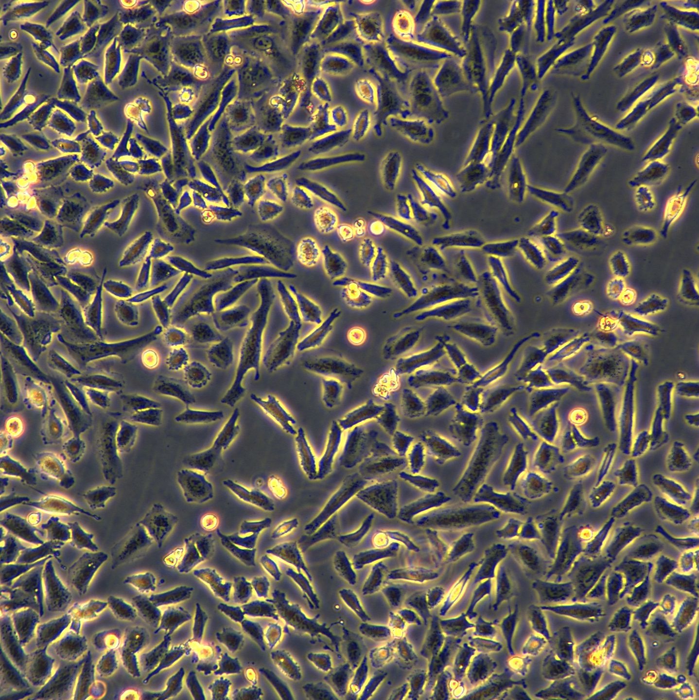 浙江美森-人肺腺鳞癌细胞 NCI-H1703
