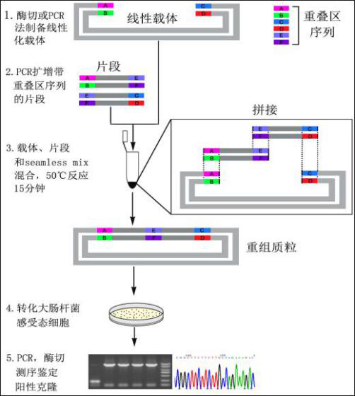 上海淳麦新品发布：无缝克隆试剂盒