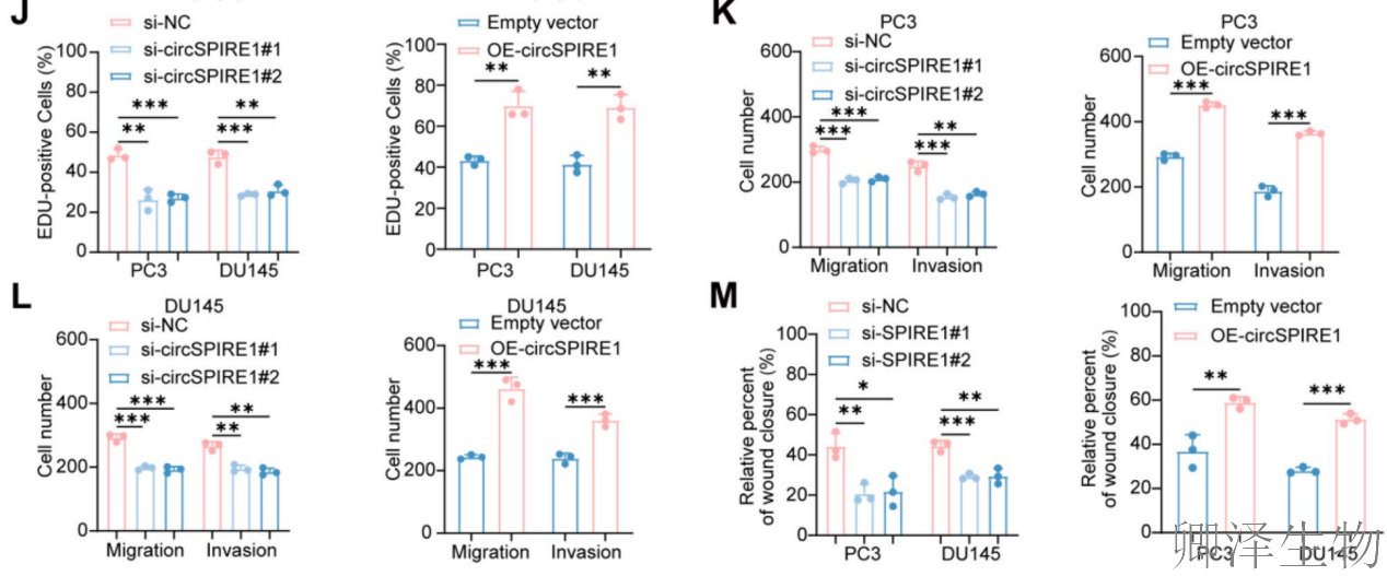 【circRNA翻译】 | 环状RNA编码新型蛋白，成前列腺癌治疗新靶点！