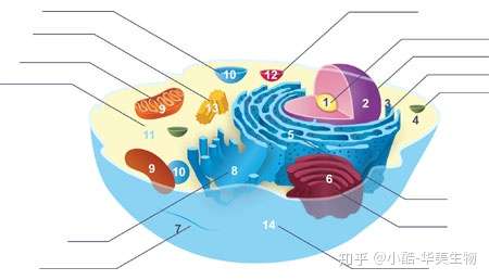 汇总|细胞器标志物通宵整理！收藏一波！
