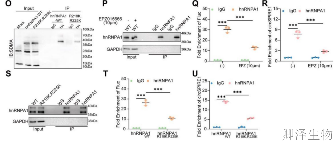 【circRNA翻译】 | 环状RNA编码新型蛋白，成前列腺癌治疗新靶点！