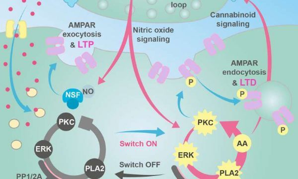 科学家揭示“学习”的机理！