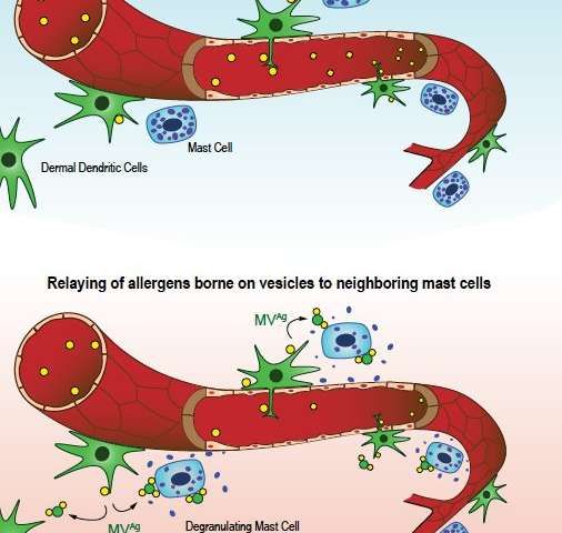 重大进展！揭示过敏性休克为何发生如此之快