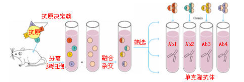 怎样制备高质量的抗体：动物免疫有妙招