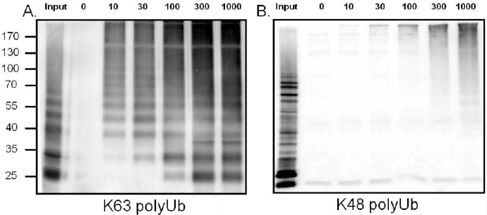 FLAG K63-TUBE 1富集体外合成的多聚泛蛋白链