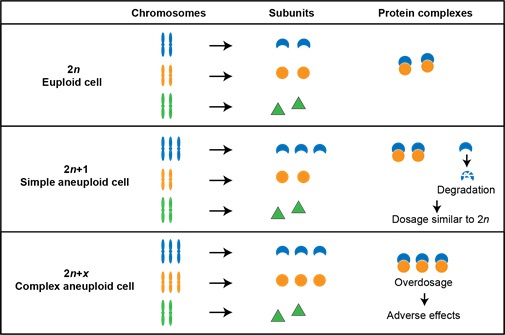 Cell Systems：非整倍体细胞增殖缺陷的新机制