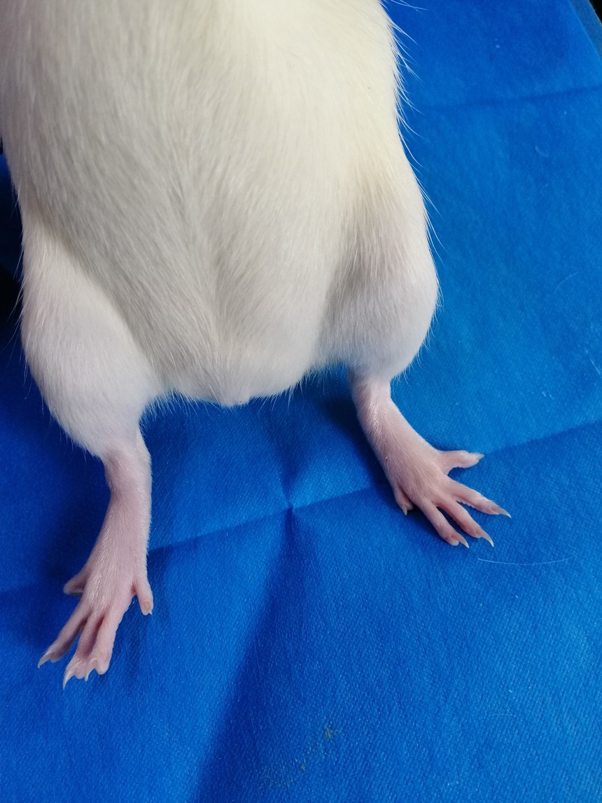 告诉你一种简单方便的骨关节炎模型制备方法，成模率100%！