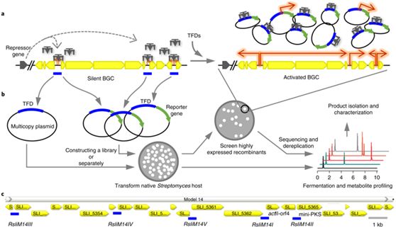 Nat Chem Biol：利用转录因子诱饵激活沉默的生物合成基因簇