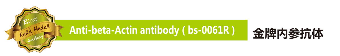  博奥森金牌抗体——Beta-Actin Polyclonal Antibody (bs-0061r)
