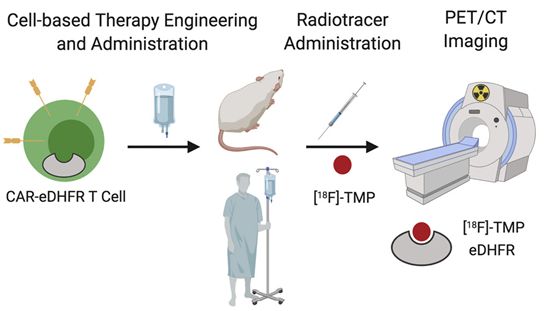 研究发现一种追踪体内CAR-T细胞的方法