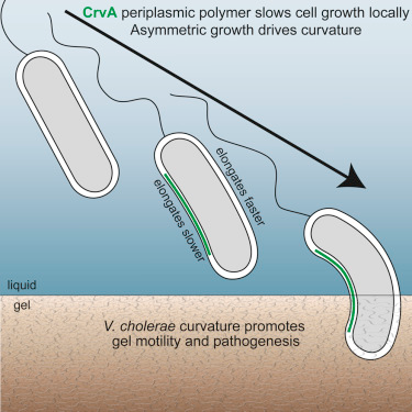 仅需改变形状霍乱弧菌就可提高感染力-齐一生物