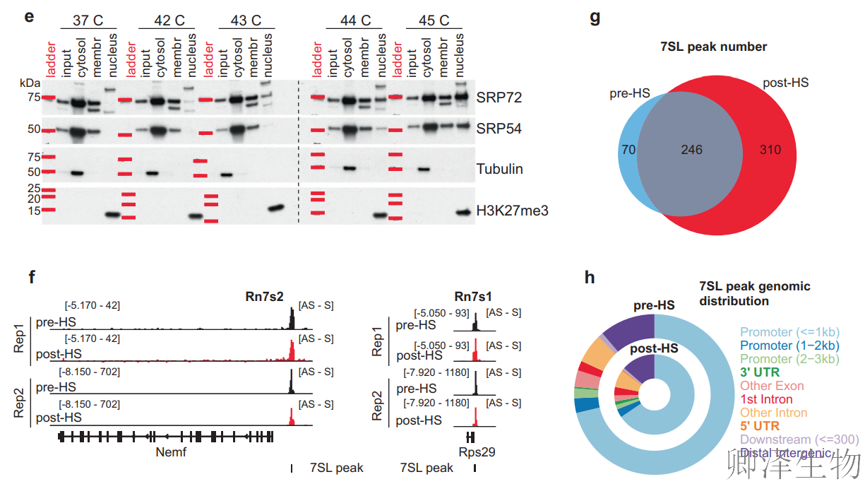 【热应激的翻译调控】 | 7SL RNA与信号识别颗粒（SRP）的双重身份大揭秘！