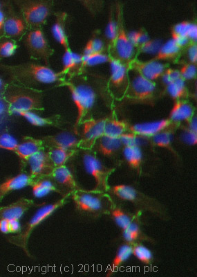 Immunocytochemistry/ Immunofluorescence - Occludin antibody (ab31721)