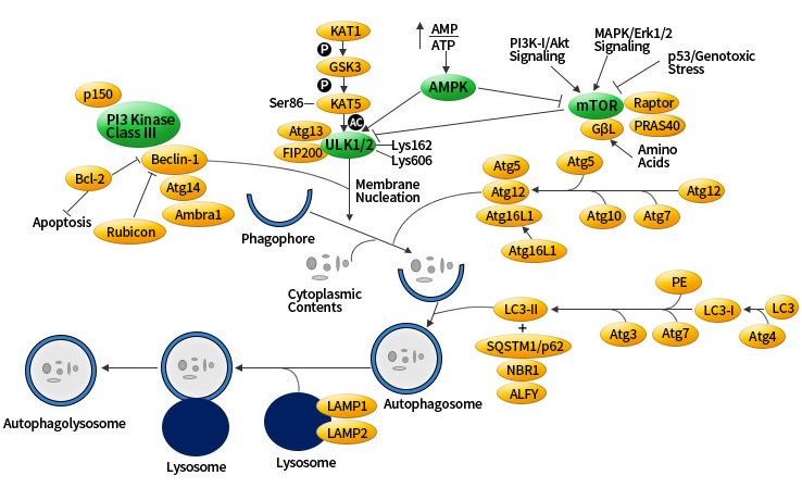 我的后半生——自噬