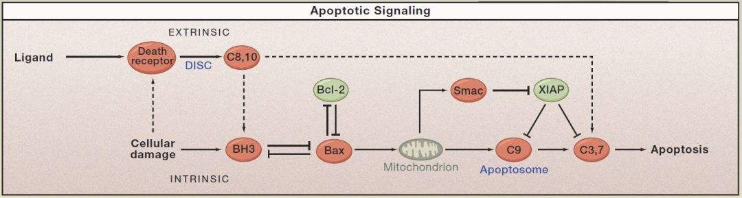促细胞凋亡蛋白：Bax抗体，卓越抗体之选