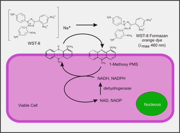 Cell Counting Kit (CCK-8)试剂盒:细胞分析高效试剂盒