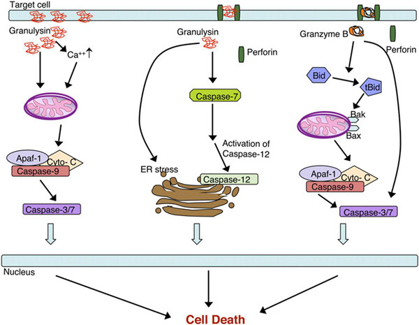 这些Mabtech颗粒酶（Granzyme）产品，您都知道吗？