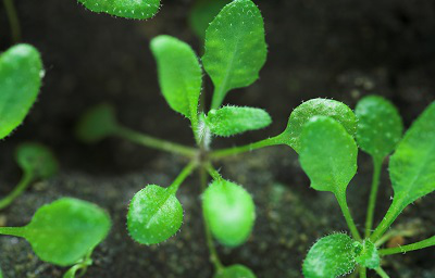 您所不知道的光合作用中的ATP合酶抗体