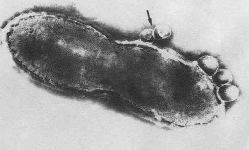 国内外空肠弯曲菌的耐药现状及危害