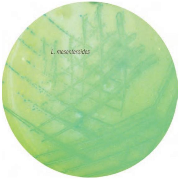 『明串珠菌』培养——食品香气四溢的秘密！