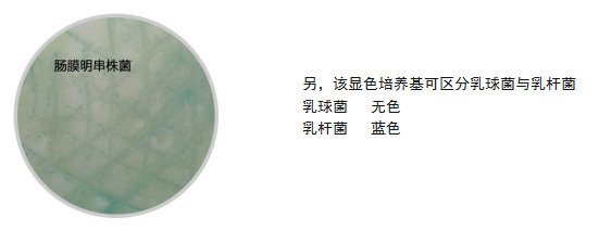 乳酸菌的简介及鉴定