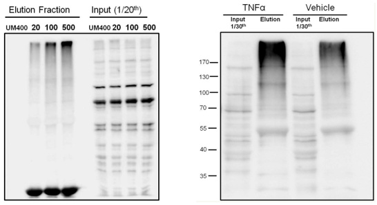 从Jurkat细胞和巨噬细胞中分离K63 PolyUb