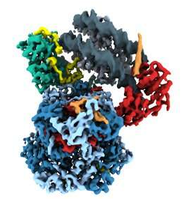 【前沿资讯】Nature首次重建出染色质重塑蛋白-核小体的三维结构
