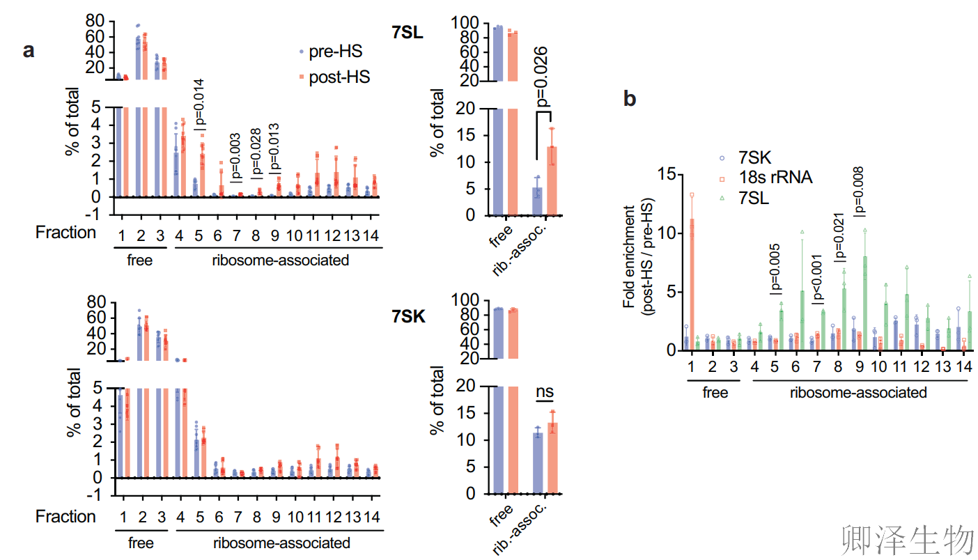 【热应激的翻译调控】 | 7SL RNA与信号识别颗粒（SRP）的双重身份大揭秘！