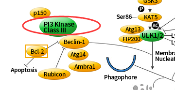 我的后半生——自噬