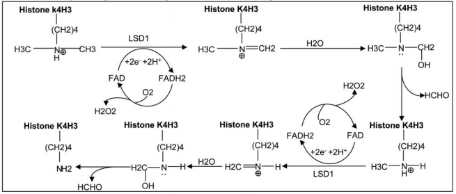 组蛋白去甲基化酶LSD1
