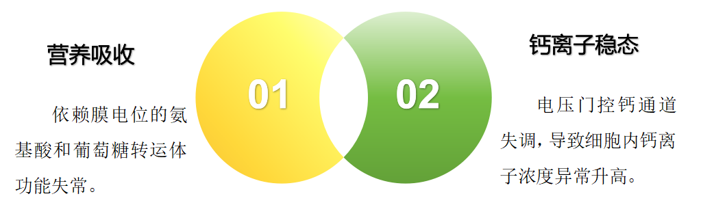 钾离子 2.png 钾离子 2.png