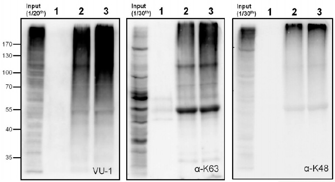 从HEK293T裂解物中富集K63连接的多聚泛素化蛋白