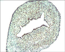 【ABBIOTEC】独家授权总代理正品抗体现货促销！