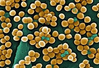 培养基，我只选非动物源性的——一位实验人的肺腑之言！