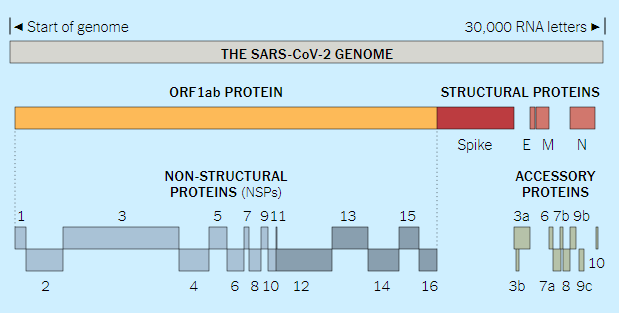 新品上线|新冠非结构蛋白三品连发！